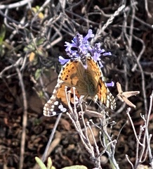 Vanessa cardui