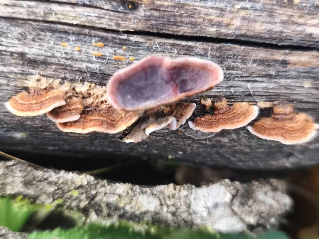 Stereum illudens · January 2026 · photo: © jose_castro (iNaturalist, CC)