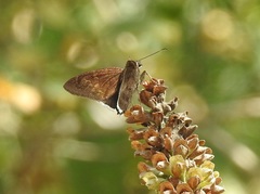 Eudaminae