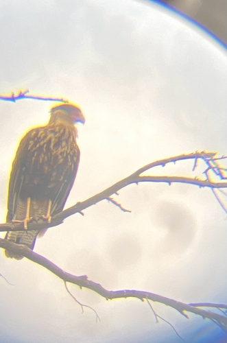 Crested Caracara