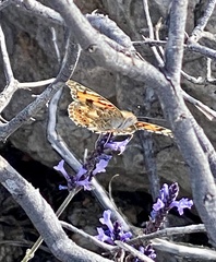 Vanessa cardui