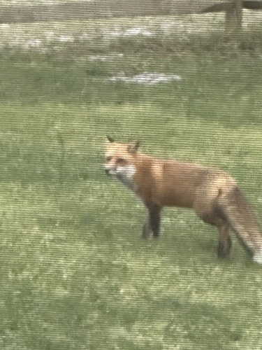 Red Fox