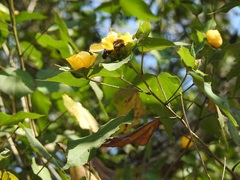 Dendrosida sharpiana