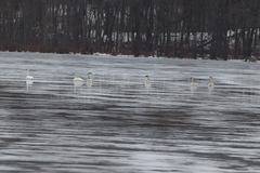 Cygnus columbianus columbianus