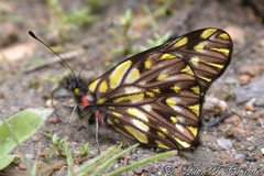 Catasticta philodora