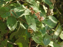 Melochia nodiflora