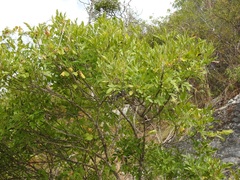 Fraxinus purpusii