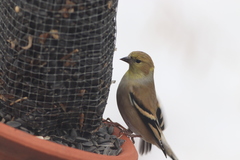 Spinus tristis tristis