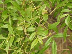 Fraxinus purpusii