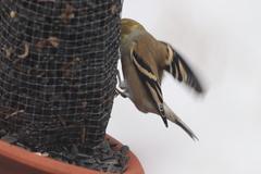 Spinus tristis tristis