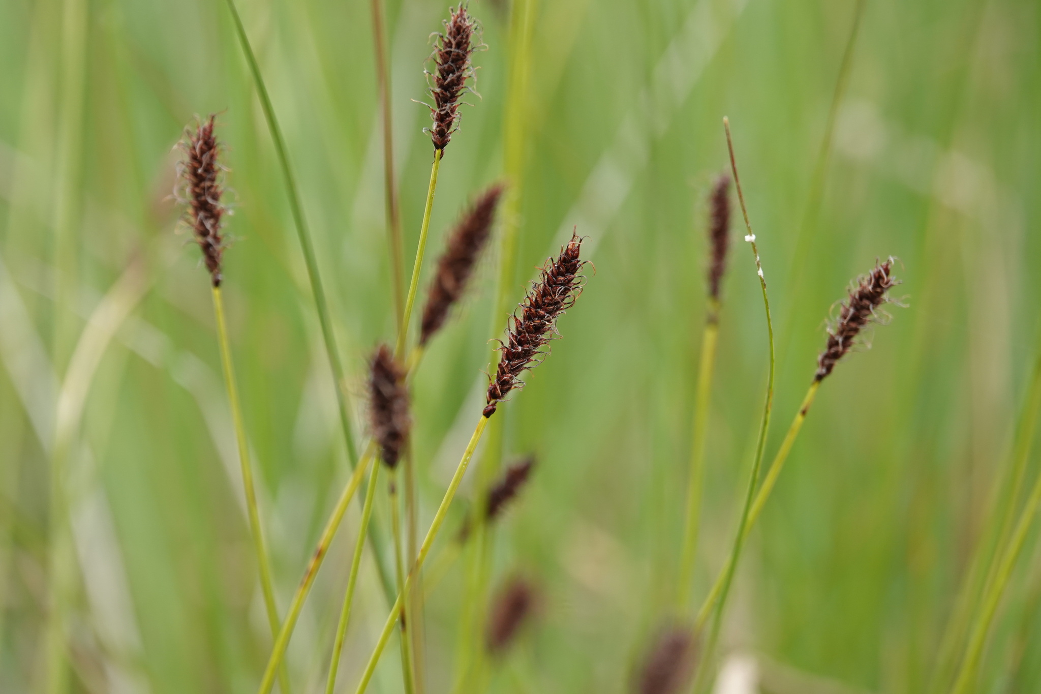 Carex scirpoidea