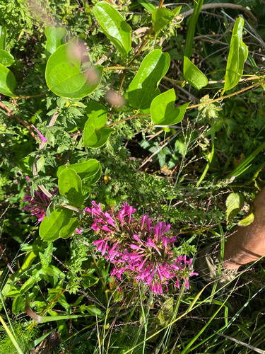 Syncolostemon densiflorus, photograph 1