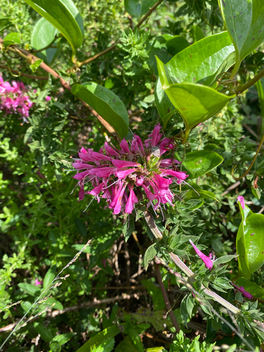 Syncolostemon densiflorus, photograph 2