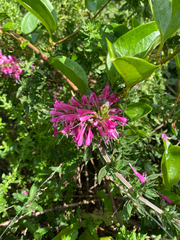 Syncolostemon densiflorus, photograph (c) Sunčana Bradley, some rights reserved (CC BY)