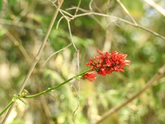 Russelia verticillata