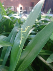 Stagmatoptera hyaloptera