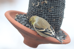 Spinus tristis tristis