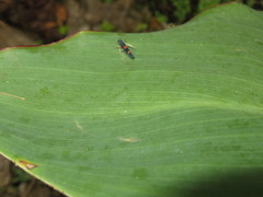 Pachitea subflava