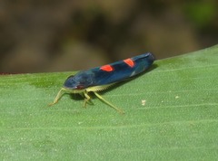 Pachitea subflava