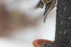 Spinus tristis tristis