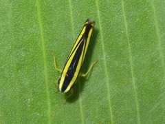 Fusigonalia optata