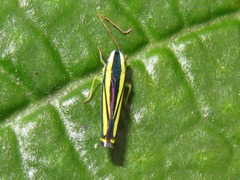 Fusigonalia optata