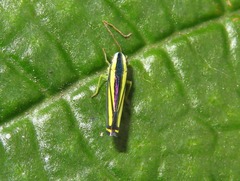 Fusigonalia optata