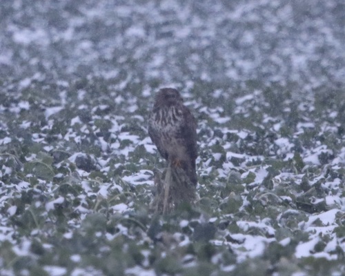 Common Buzzard