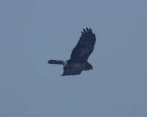 Hen Harrier