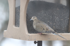 Zenaida macroura carolinensis