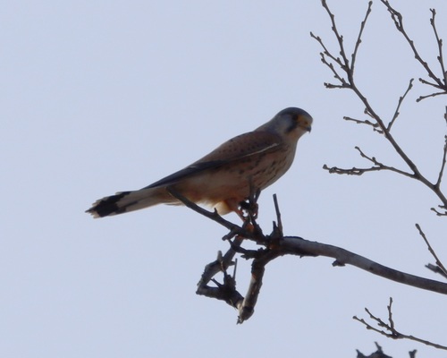 Eurasian Kestrel