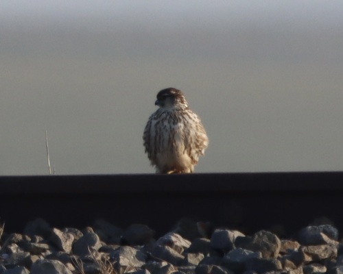 Merlin