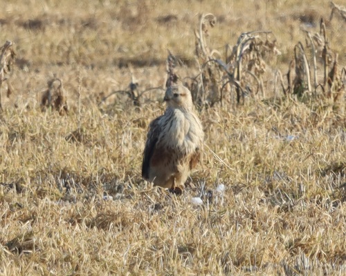 Long-legged Buzzard