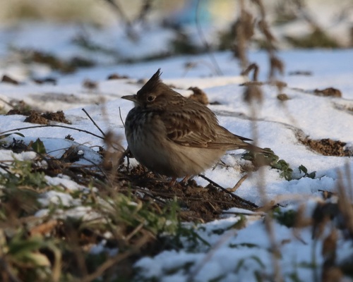 Crested Lark