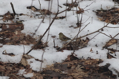 Spinus tristis tristis