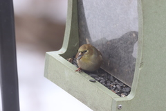 Spinus tristis tristis