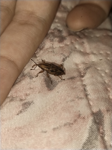 Silky Cane Weevil