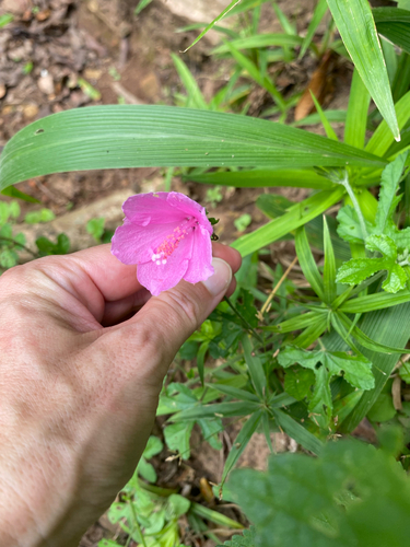Hibiscus pedunculatus, photograph 6