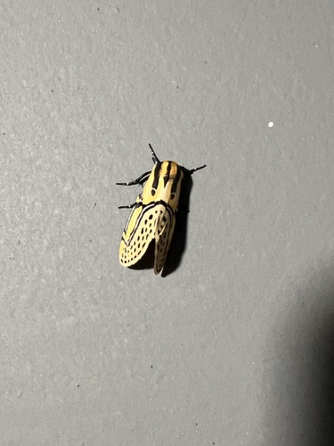 Hieroglyphic Moth