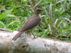 Turdus ignobilis debilis