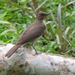 Floodplain Thrush - Photo (c) Rob Westerduijn, some rights reserved (CC BY-NC), uploaded by Rob Westerduijn