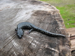 Aneides flavipunctatus