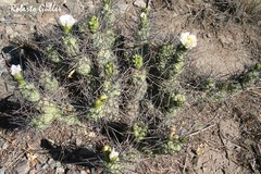 Tephrocactus aoracanthus