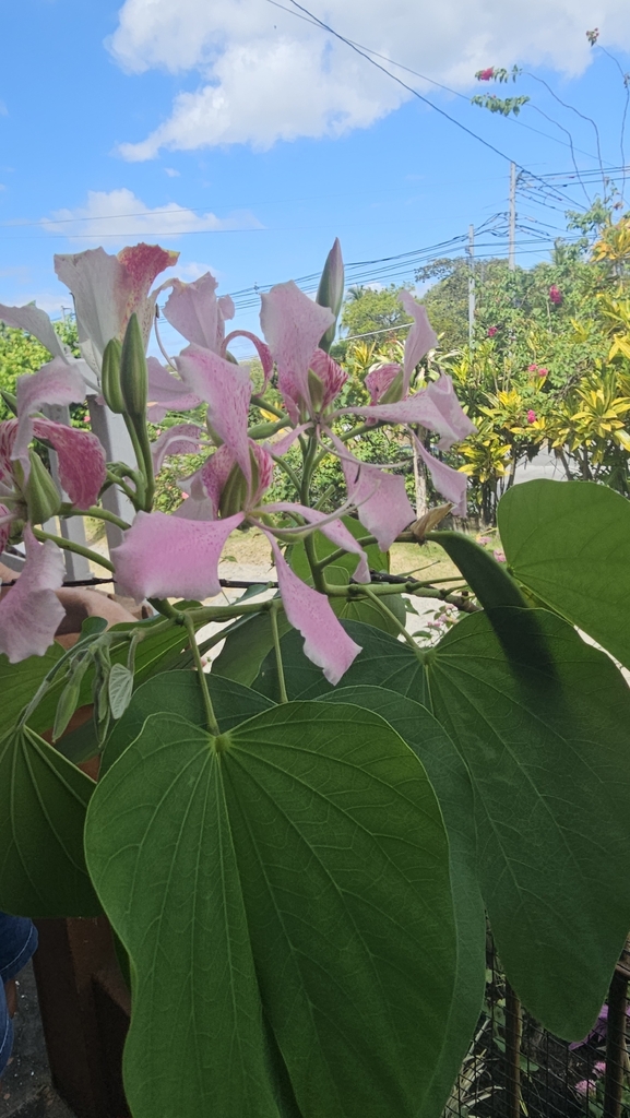 Gõ bông điểm – Bauhinia monandra