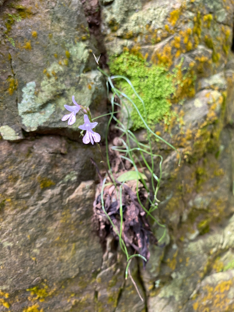 Stenoglottis woodii