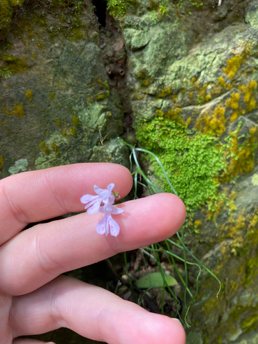 Stenoglottis woodii, photograph 2