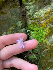 Stenoglottis woodii, photograph (c) Sunčana Bradley, some rights reserved (CC BY)