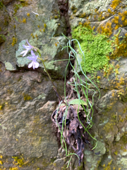 Stenoglottis woodii, photograph (c) Sunčana Bradley, some rights reserved (CC BY)