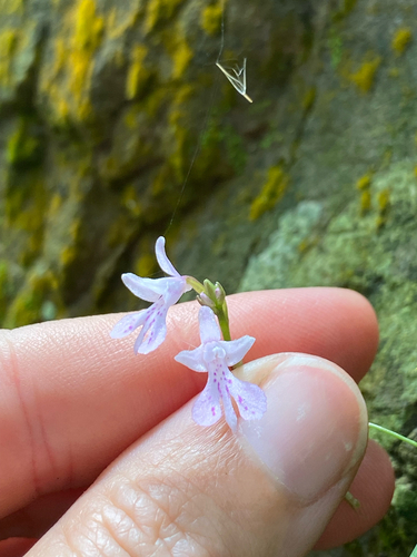 Stenoglottis woodii, photograph 5