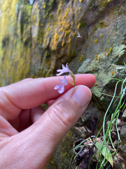 Stenoglottis woodii, photograph (c) Sunčana Bradley, some rights reserved (CC BY)